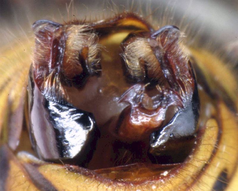 Detailansicht Kopulationsapparat, Foto & Copyright: Dr. Elmar Billig