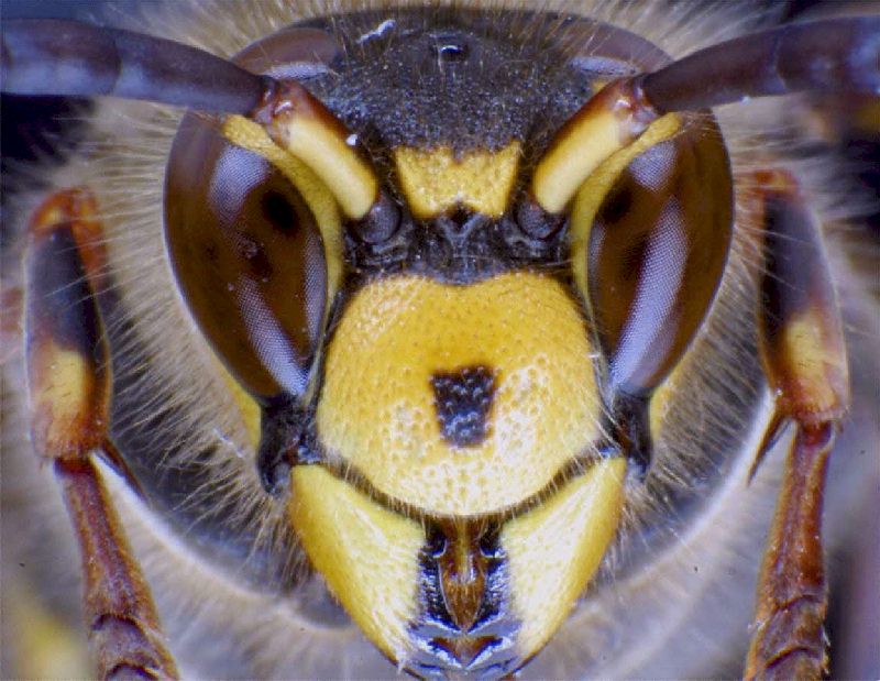 ungewhnliche Farbvariante eines Drohn; Foto Dr. Elmar Billig