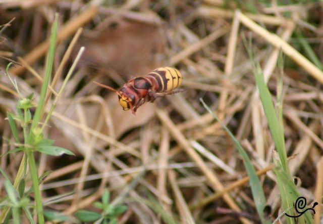 Hornisse im Tiefflug - auf der Suche des Eingangs; Foto: Oliver Schtzlein