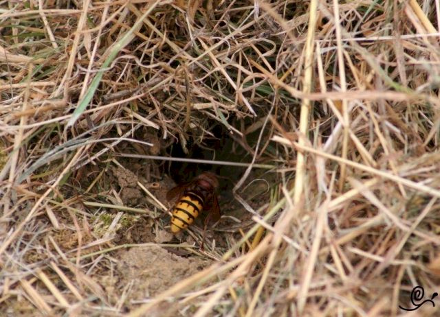 Hornisse im Eingang des Erdnestes; Foto: Oliver Schtzlein