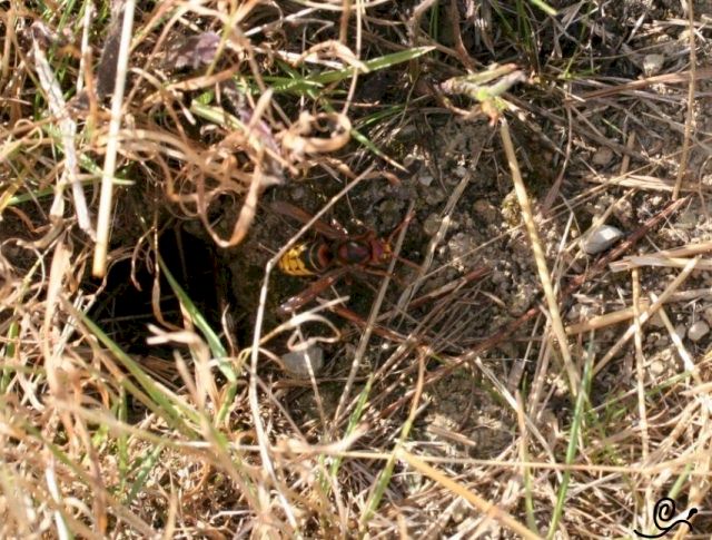 Nest 2 mit den aggressiveren Hornissen; Foto: Oliver Schtzlein