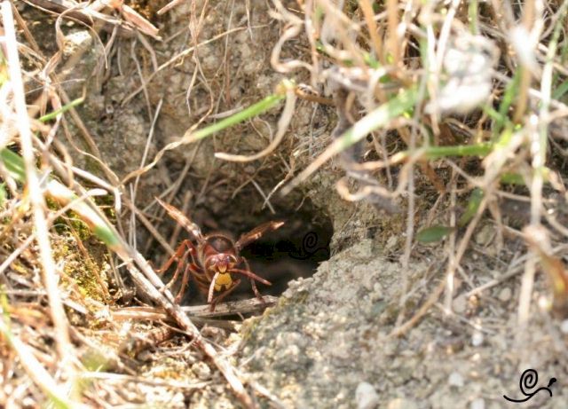 Wchterin am Eingang des Erdnestes; Foto: Oliver Schtzlein