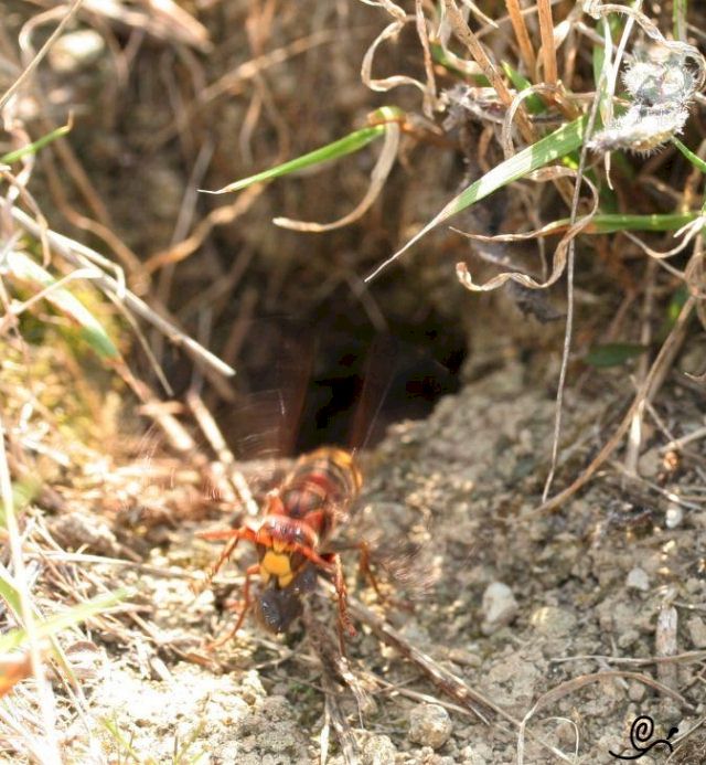 Eine bereits dunkel verfrbte tote Larve wird aus dem Nest getragen; Foto: Oliver Schtzlein