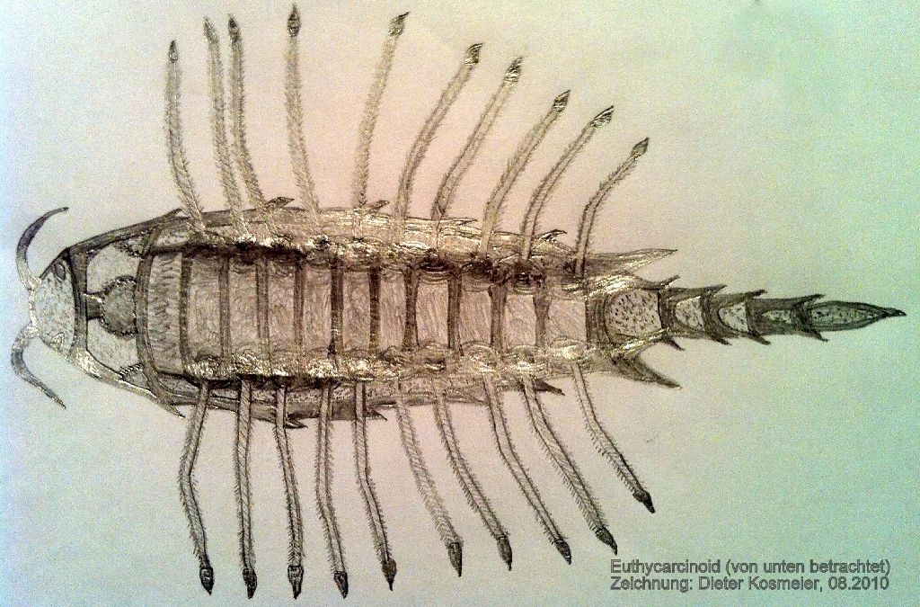 Euthycarcinoid (Urkrebs, Urinsekt); Zeichnung: Dieter Kosmeier