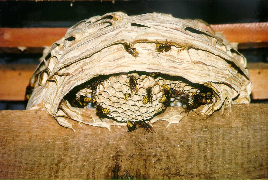 Hornissennest mit ungefhr 150 Tieren, Foto: Konrad Schmidt