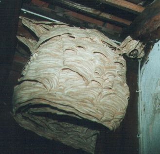 Hornissennest mit "Ableger"