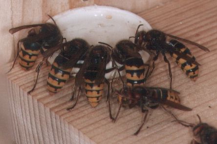 Hornissen "am Trog"
