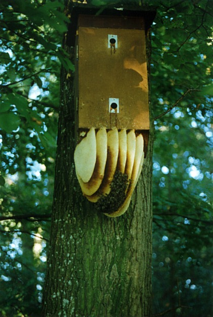 Bienenvolk im Hornissenkasten; Foto Thomas Rickinger