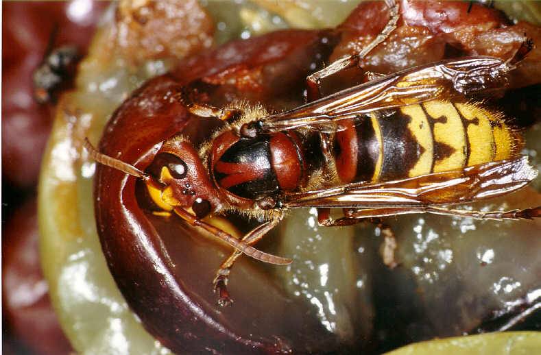 Hornisse auf einer Frucht, Foto: Konrad Schmidt