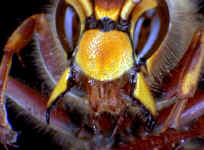 "Ghnende Hornisse"; Foto: Dr. Elmar Billig
