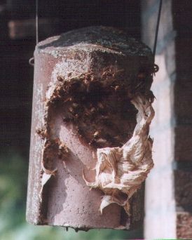 Hornissen im Vogelnistkasten; Foto: Dieter Kosmeier