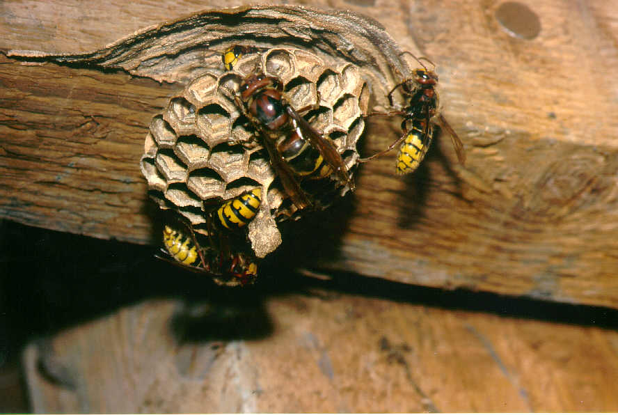 Hornissenknigin, Foto: Konrad Schmidt
