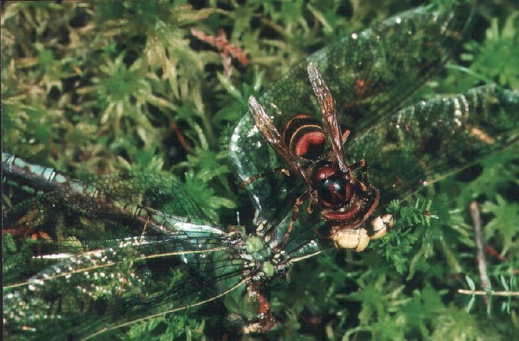 Großlibelle als Beute einer Hornisse
