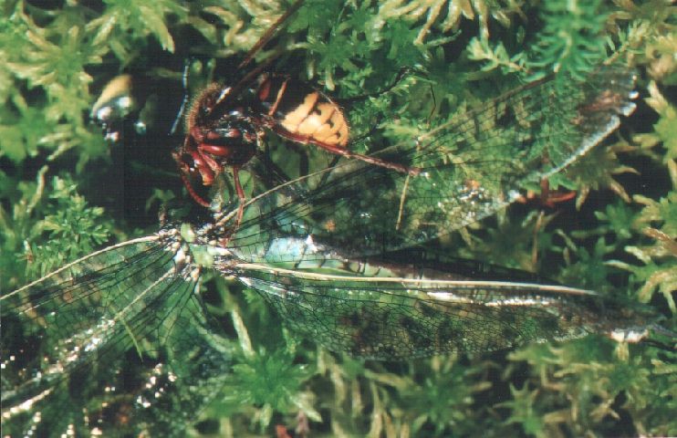 Grolibelle als Beute einer Hornisse