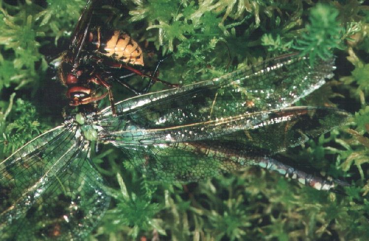 Grolibelle als Beute einer Hornisse