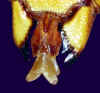 mandibel.jpg (34691 Byte)