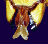 Mandibel und Mundwerkzeuge einer Hornisse; Foto: Dr. Elmar Billig