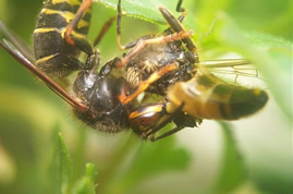 Mittlere Wespe mit erbeuteter Schwebfliege, Foto: Helene Mller
