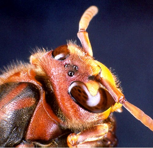 Hauptaugen einer Hornisse, Foto: Dr. Elmar Billig