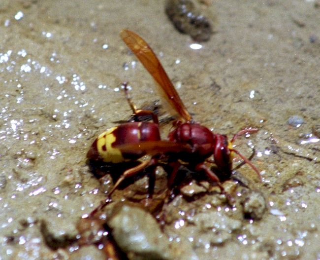 Vespa orientalis, Foto: Dieter Kosmeier