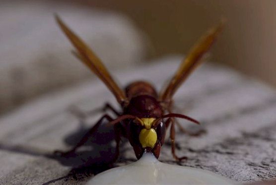 Vespa orientalis; Fotos: Kris Mercer, aufgenommen in 09/2002 in Mesa Chorio, Zypern