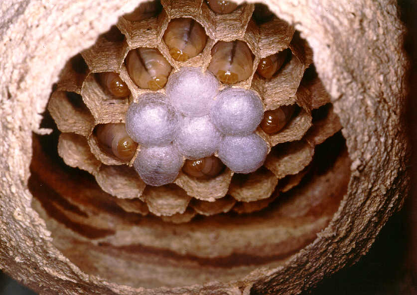 Ansicht einer Wabe von unten, Foto: Konrad Schmidt