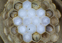 eingesponnene Hornissenlarven; Foto: Dr. Elmar Billig