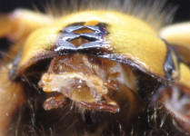 Detailansicht Mandibel und Mundwerkzeuge