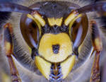 Drohn mit ungewhnlicher Farbvariante; Foto: Dr. Elmar Billig