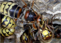 Hornisse mit "Hitzeschden; Foto: Dr. Elmar Billig