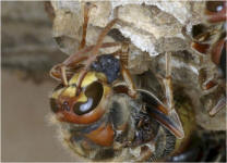 Ftterung mit Futterbrei; Foto: Dr. Elmar Billig
