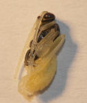  Foto: Volker Borovsky; Latibulus argiolus (Rossi, 1790)