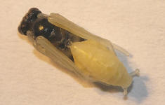  Foto: Volker Borovsky; Latibulus argiolus (Rossi, 1790)