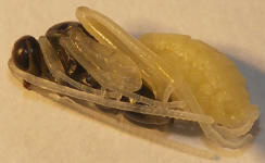  Foto: Volker Borovsky; Latibulus argiolus (Rossi, 1790)