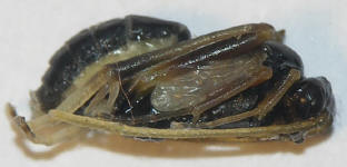  Foto: Volker Borovsky; Latibulus argiolus (Rossi, 1790)