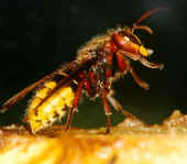 Bålgeting (Vespa crabro, Linnaeus 1758) med sin gul-svarta varningsfärg