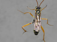  Foto: Volker Borovsky; Latibulus argiolus (Rossi, 1790)