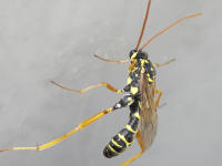  Foto: Volker Borovsky; Latibulus argiolus (Rossi, 1790)