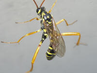 Foto: Volker Borovsky; Latibulus argiolus (Rossi, 1790)