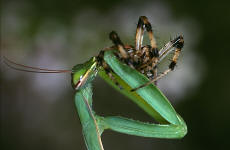 Gottesanbeterin frisst Wespenspinne (Argiope)