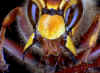 "Ghnende Hornisse"; Foto: Dr. Elmar Billig