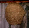 Groes Hornissen-Nest