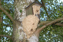 Foto: Peter Zerhau; Hornissenvolk hat auerhalb des Kastens das Nest weiter ausgebaut 