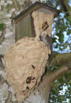 Foto: Peter Zerhau; Hornissenvolk hat auerhalb des Kastens das Nest weiter ausgebaut