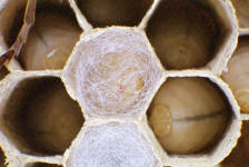 Foto: Dr. Elmar Billig