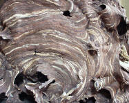 Nest der Vespa mandarinia, Foto: Takehiko Kusama