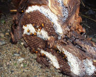 Nest der Vespa mandarinia, Foto: Takehiko Kusama