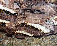 Nest der Vespa mandarinia, Foto: Takehiko Kusama