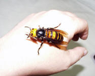 Vespa mandarinia, Foto: Takehiko Kusama