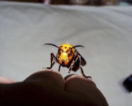 Vespa mandarinia, Foto: Takehiko Kusama
